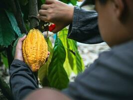 mãos de close-up de um agricultor de cacau usam tesouras de poda para cortar as vagens de cacau ou frutos de cacau amarelo maduro da árvore de cacau. colheita que o negócio de cacau agrícola produz. foto