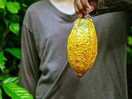 agricultura amarelo maduro cacau vagens dentro a mãos do uma Garoto agricultor, colhido dentro uma cacau plantação foto