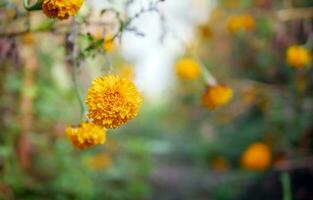 lindo laranja calêndula flores dentro a campo, crescendo amarelo calêndula flor jardim plantação dentro manhã foto