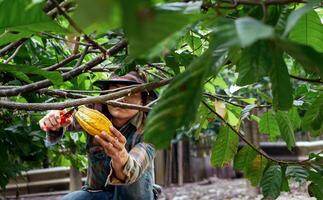 cacau agricultor usar poda tesoura de jardim para cortar a cacau vagens ou fruta maduro amarelo cacau a partir de a cacau árvore. colheita a agrícola cacau o negócio produz. foto