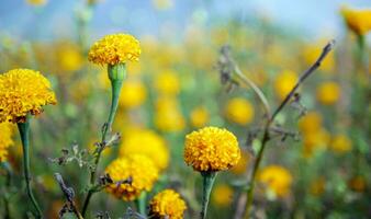 lindo laranja calêndula flores dentro a campo, crescendo amarelo calêndula flor jardim plantação dentro manhã foto