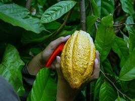 mãos de close-up de um agricultor de cacau usam tesouras de poda para cortar as vagens de cacau ou frutos de cacau amarelo maduro da árvore de cacau. colheita que o negócio de cacau agrícola produz. foto