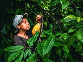 cacau agricultor usar poda tesoura de jardim para cortar a cacau vagens ou fruta maduro amarelo cacau a partir de a cacau árvore. colheita a agrícola cacau o negócio produz. foto