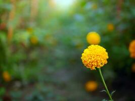 lindo laranja calêndula flores dentro a campo, crescendo amarelo calêndula flor jardim plantação dentro manhã foto