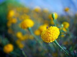 lindo laranja calêndula flores dentro a campo, crescendo amarelo calêndula flor jardim plantação dentro manhã, fechar-se foto