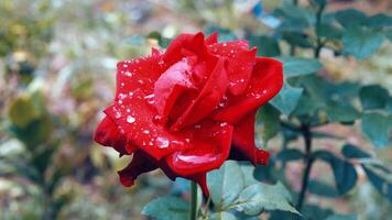 fechar-se do lindo brilhante 1 vermelho rosa dentro orvalho gotas depois de chuva dentro a Primavera jardim ao ar livre e verde folha borrão dentro fundo foto