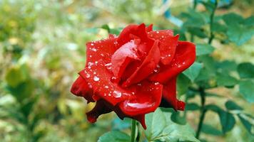 fechar-se do lindo brilhante 1 vermelho rosa dentro orvalho gotas depois de chuva dentro a Primavera jardim ao ar livre e verde folha borrão dentro fundo foto