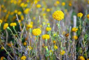 lindo laranja calêndula flores dentro a campo, crescendo amarelo calêndula flor jardim plantação dentro manhã, fechar-se foto