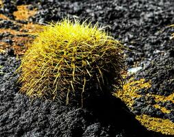 uma cacto plantar crescendo dentro a lava foto