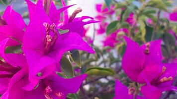 buganvílias flor plantas foto