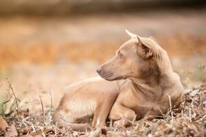 cachorro deitado em a terra e olhando avançar. cachorro dentro outono tempo. solitário conceito. foto