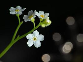 close up de lindas flores brancas