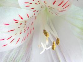 close up de lindas flores brancas