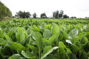 couve verde está crescendo pelo fazendeiro asiático. comida e vegetais naturais foto