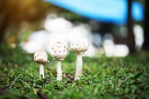 cogumelos puffball crescendo na grama verde foto