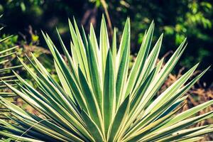 agave de a mar dentro Tailândia foto