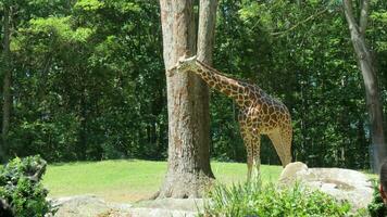 animais selvagens jardim zoológico safári selvagem animais foto