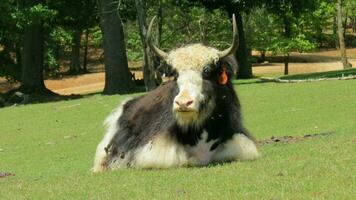 animais selvagens jardim zoológico safári selvagem animais foto