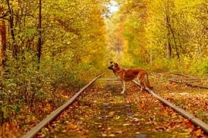 outono floresta através que a velho eléctrico passeios Ucrânia e vermelho cachorro foto