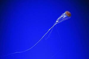 macro fotografia embaixo da agua norte mar urtiga ou Castanho medusa medusa foto