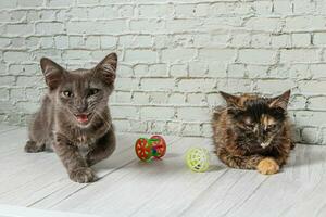 lindo casal do cinzento gato Garoto e menina em uma tijolo parede fundo foto