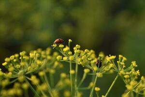 joaninhas em amarelo flores dentro a jardim dentro verão. coccinelina latreille. foto