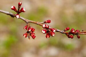 belas floração cereja galhos em que a abelhas sentar foto