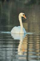 uma cisne é natação dentro a água foto