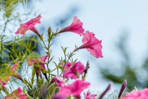 lindo branco e Rosa petúnia flores foto