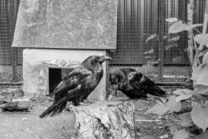 lindos corvos negros sentam-se em um toco foto