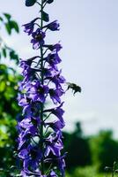 abelha em uma flor de campo violeta em busca de algo saboroso foto