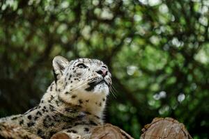 retrato do neve leopardo dentro jardim zoológico foto