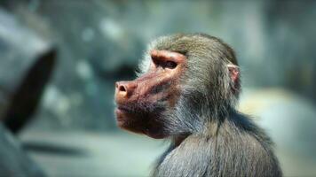 animal chimpanzé macaco em pedras dentro jardim zoológico foto