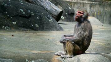 animal chimpanzé macaco em pedras dentro jardim zoológico foto