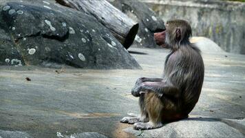 animal chimpanzé macaco em pedras dentro jardim zoológico foto