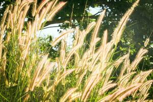 Relva flor dentro a jardim com luz solar fundo, suave foco. foto