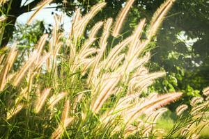 Relva flor dentro a jardim com luz solar fundo, suave foco. foto