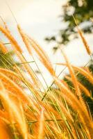 Relva flor dentro a jardim com luz solar fundo, pennisetum pedicelato. foto