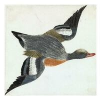 voando para a direita wigeon Pato espécies, anônimo, 1688 - 1698 foto