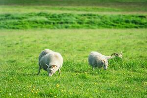 jovem ovelha com chifre pastar Relva em Prado dentro agricultura campo foto