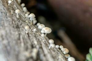 fungo, fungos, cogumelo pequeno Muito de crescendo em madeira foto