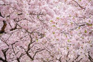 florescendo sakura cereja Flor foto