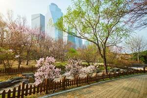 yeouido parque dentro Seul, Coréia foto