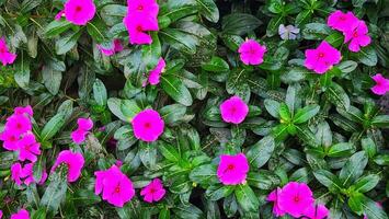 Rosa pervinca flor florescendo dentro a jardim, estoque foto