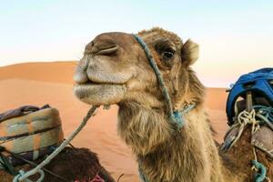 uma camelo com uma selim e uma mochila foto