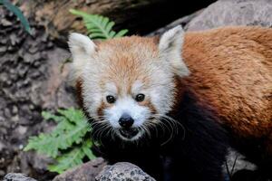 uma vermelho panda é caminhando em pedras foto