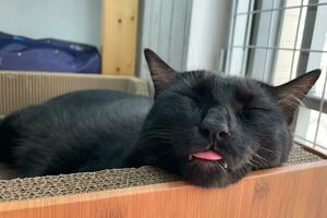 dormindo Preto gato com língua fora. relaxante com surpreendente gato. foto