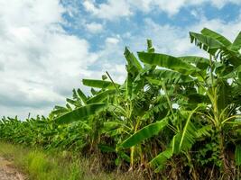 uma grupo do banana árvores em uma azul céu fundo. foto