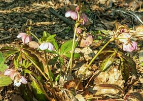 inverno flores, alegre Rosa e marrom visto heléboro flores dentro uma ensolarado jardim foto