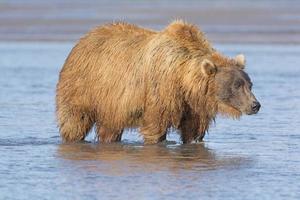 urso pardo procurando salmão no estuário foto